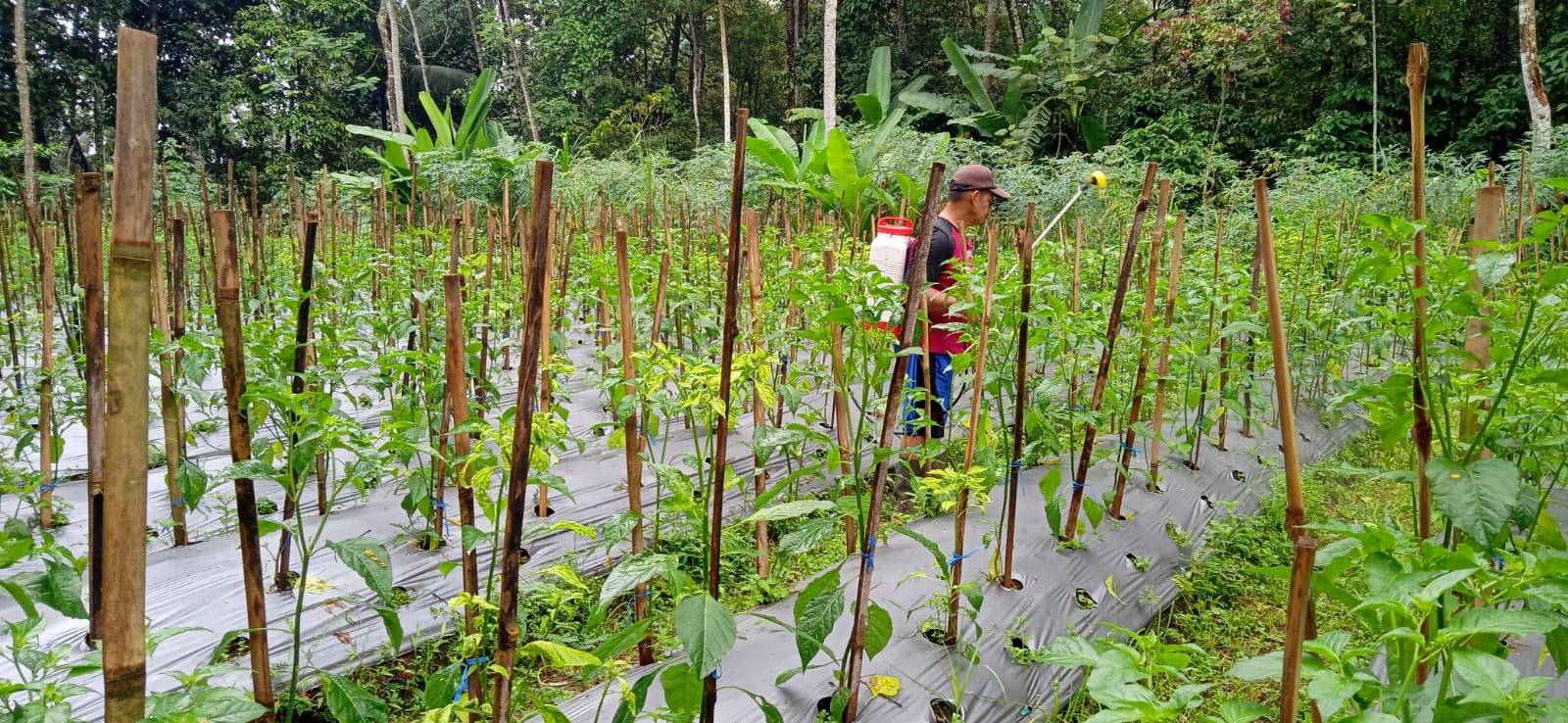 Pacu Ekonomi Desa, Petani Magelang Intensifkan Perawatan Cabai